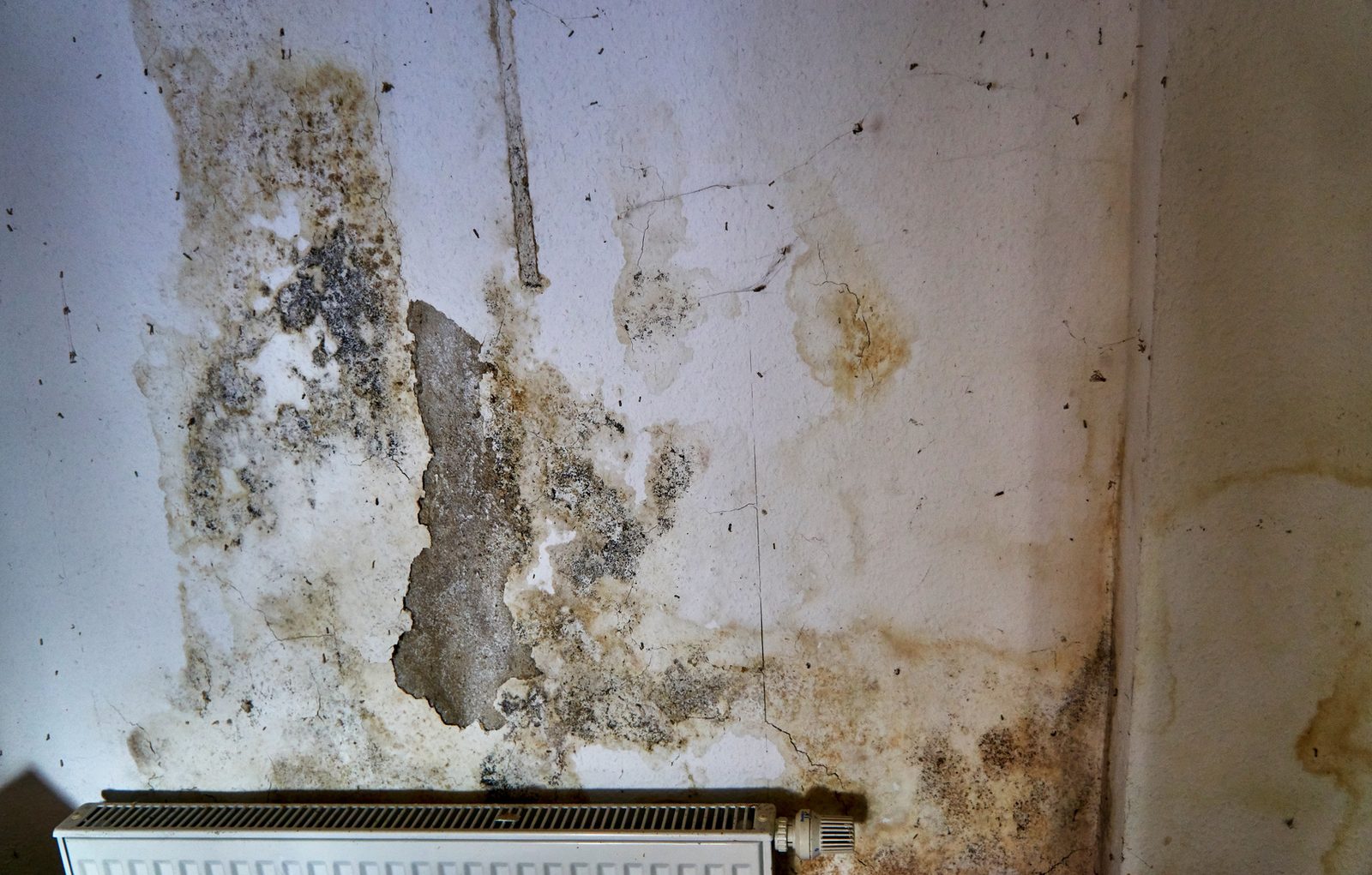 Heavy mold and damaged plaster on a wall above a radiator