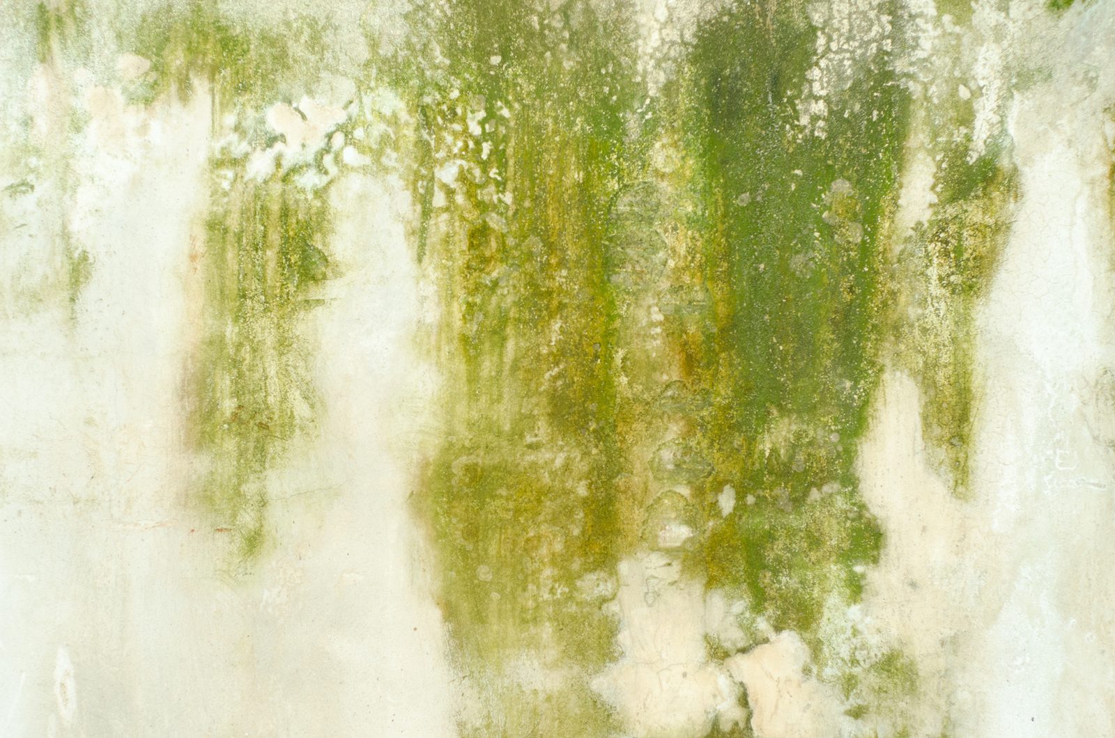 Green mold growth staining a damp interior wall